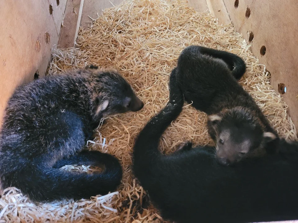 Powiększyła się rodzina kotomisiów z łódzkiego zoo. Maluchy są przesłodkie [zdjęcia] - Zdjęcie główne