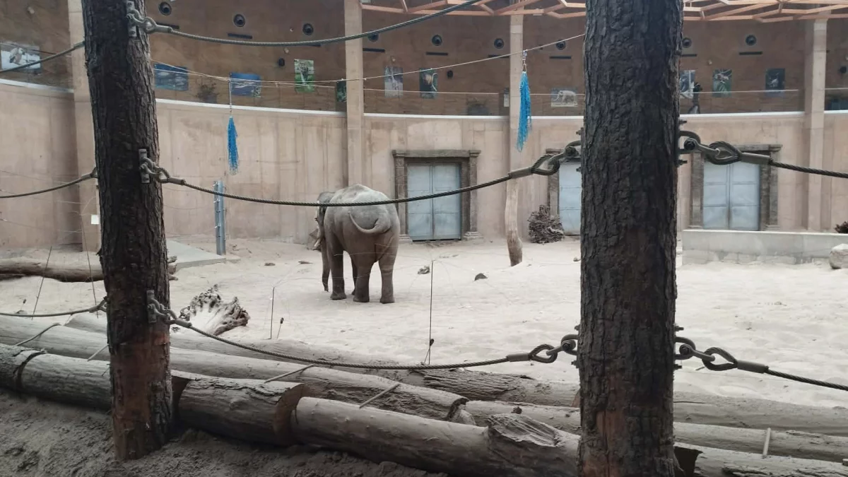 Wielkie zmiany w łódzkim zoo. To ostatnie dni, żeby zobaczyć tu cztery słonie! [FOTO]
