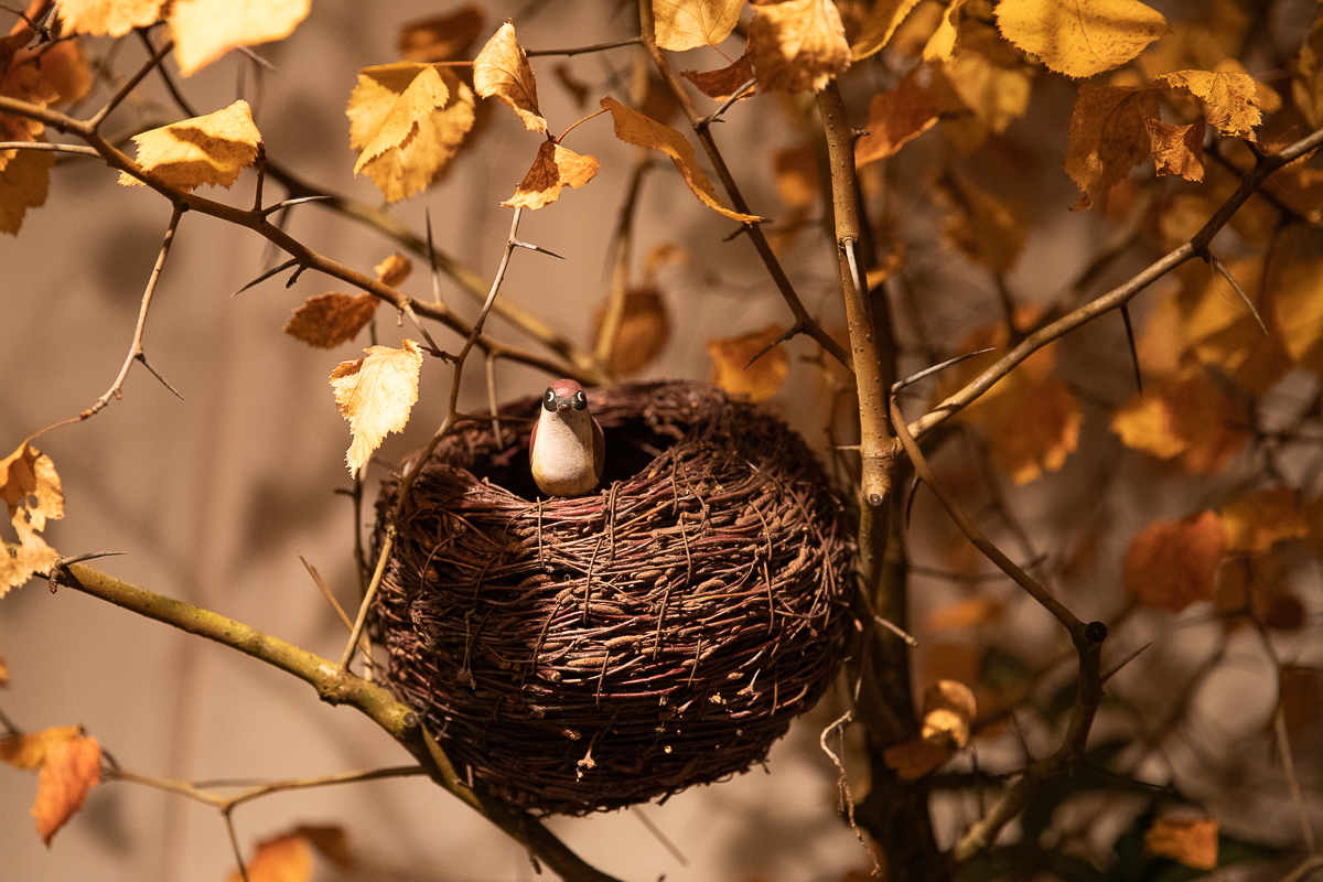 Do niedzieli 10 października w łódzkim Ogrodzie Botanicznym można oglądać wystawę "Owoce, warzywa, kwiaty"