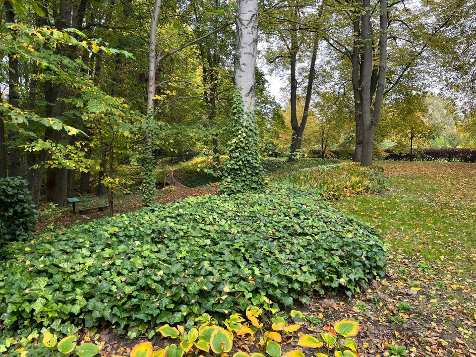 Atrakcje w łódzkim ogrodzie botanicznym! Bieg w jesiennej aurze - Zdjęcie główne