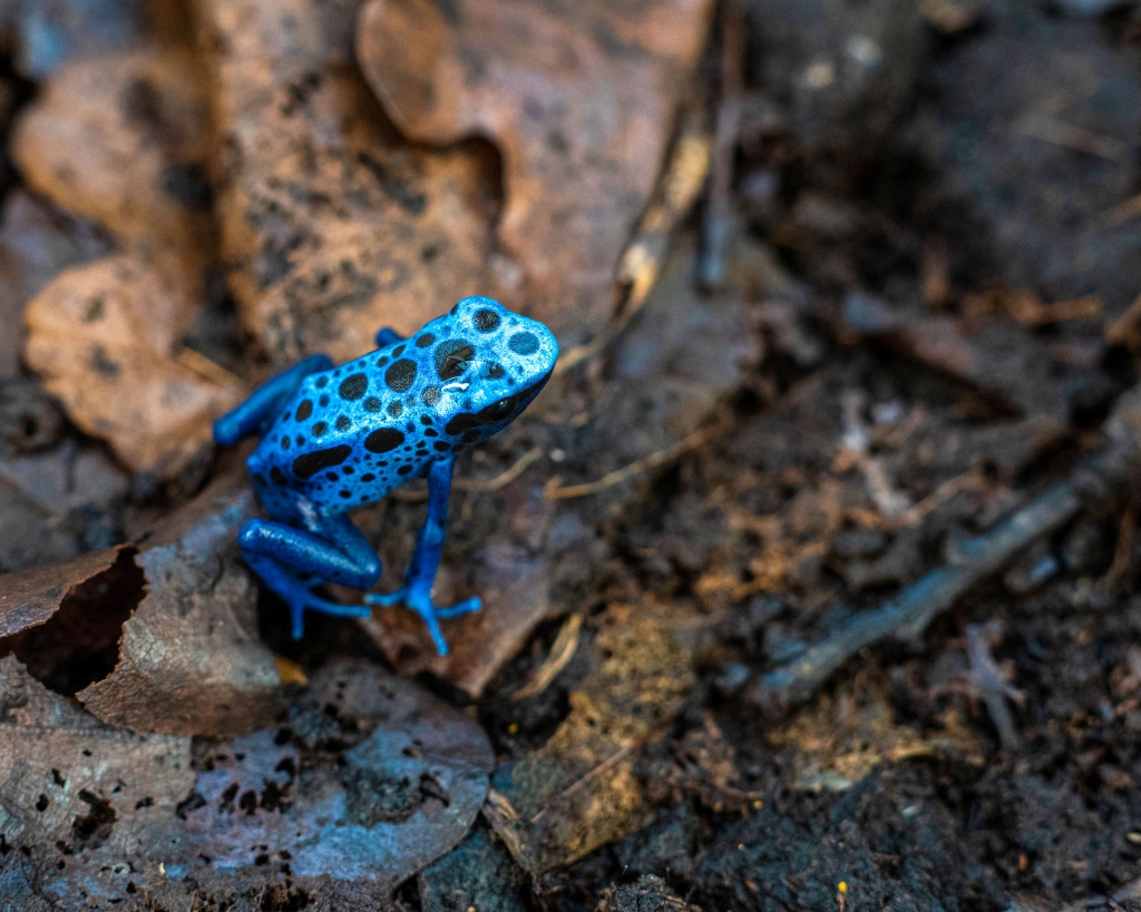 Zoo Łódź. Wraz z nadejściem wiosny w ogrodzie urodzili się nowi podopieczni (fot. UMŁ) |wiadomości łódzkie | Łódź | TuŁódź