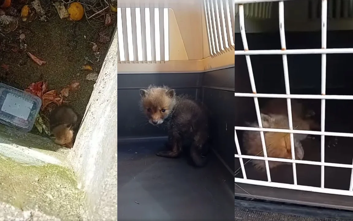 Małe liski na Bałutach potrzebowały pomocy. W okolicy nie było lisiej mamy. Pomógł Animal Patrol - Zdjęcie główne