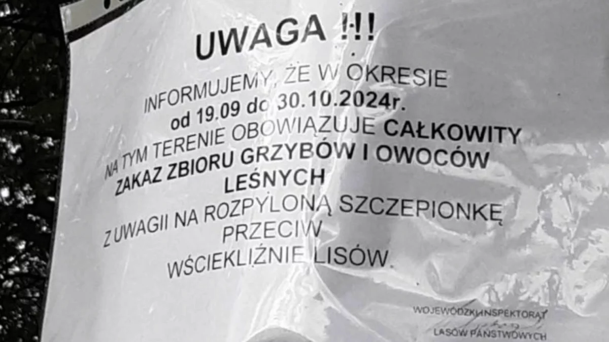 Kłamstwa w Prawdzie! W lesie pod Łodzią pojawiły się kartki o „zakazie zbierania grzybów”. Wydała ją instytucja, która nawet nie istnieje - Zdjęcie główne