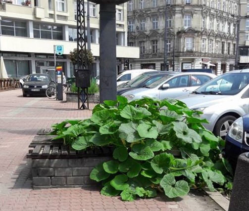 Nietypowa plantacja w centrum Łodzi. Jakie będą jej losy? - Zdjęcie główne