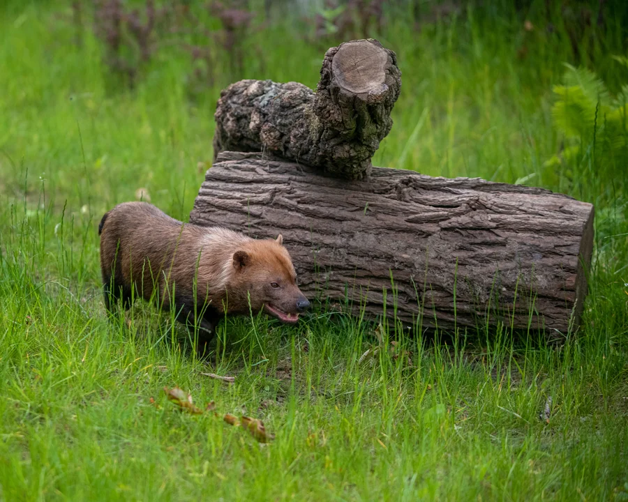 Jedyne w Polsce psy leśne w łódzkim ZOO! Poznajcie Tequilę i Chipa - Zdjęcie główne