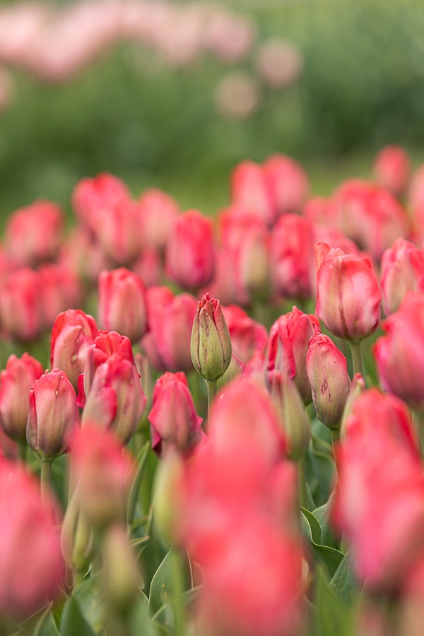 Kolekcja tulipanów w Łódzkim Ogrodzie Botanicznym już w pełni rozkwitu  (fot. Michał Pietrzak - redakcja TuŁódź) |wiadomości łódzkie | Łódź | TuŁódź