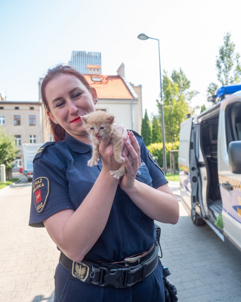 Schronisko dla Zwierząt w Łodzi alarmuje, że nie ma warunków na przyjęcie do siebie kolejnych kotów (fot. UMŁ) | wiadomości łódzkie | Łódź | TuŁódź