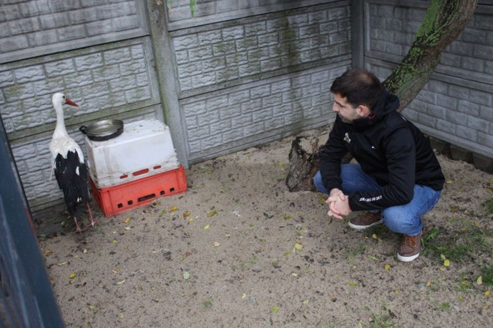 Mieszkaniec Łódzkiego przygarnął bociana na zimę. Ferdek pokochał ludzi, ale wrócił już na wolność! - Zdjęcie główne