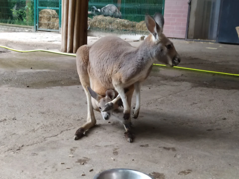 Baby boom w Orientarium Zoo Łódź. Na świat przyszedł uroczy kangurek. Po urodzeniu był jak ziarenko fasoli - Zdjęcie główne