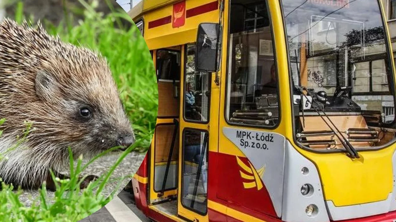 Łódź. Motorniczy tramwaju wykazał się ogromnym sercem. Zobacz, co zrobił - Zdjęcie główne