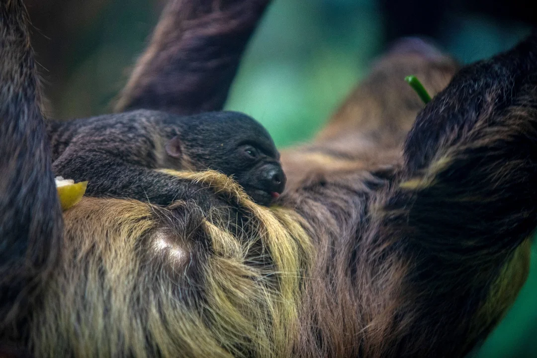 Radosna nowina z łódzkiego zoo. Powiększyła się rodzina leniwców [zdjęcia] - Zdjęcie główne