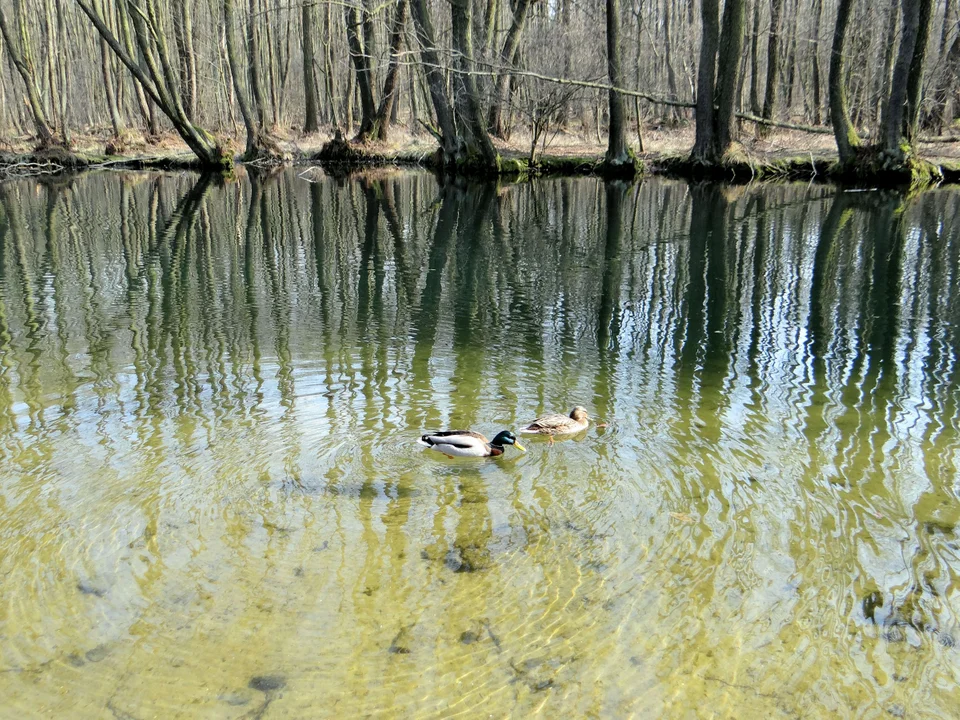 Ten widok zapiera dech w piersiach. Niebieskie Źródła niedaleko Łodzi to niesamowite miejsce [ZDJĘCIA] - Zdjęcie główne