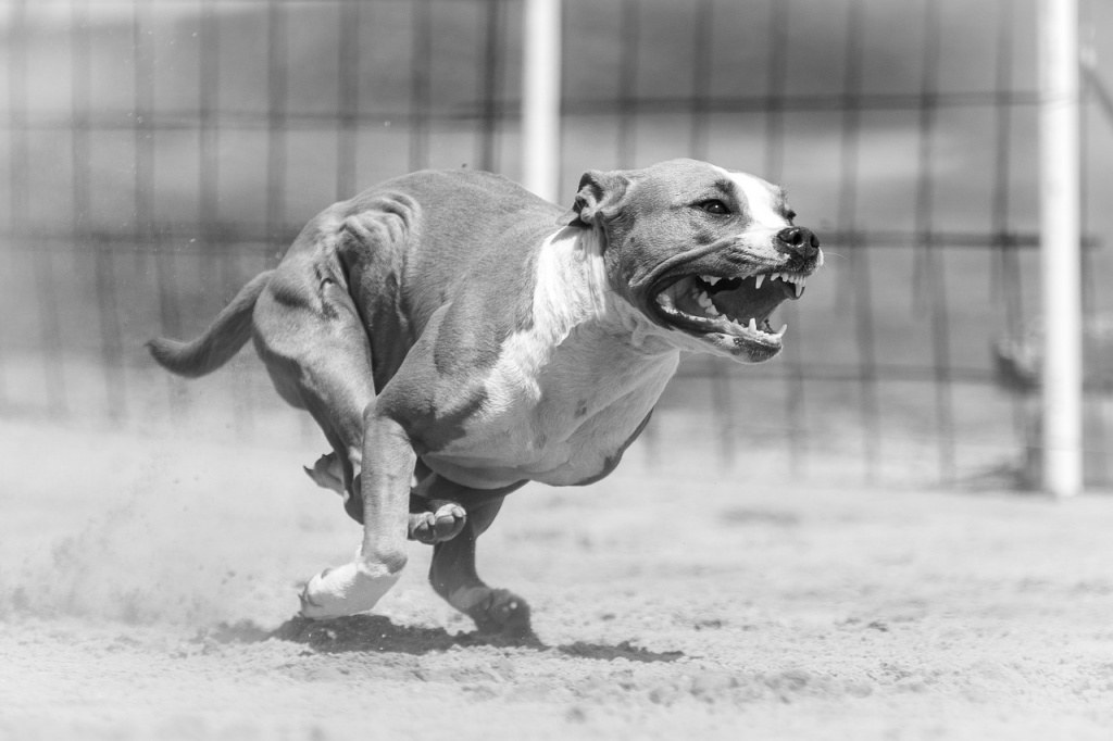 Amstaff Łódź. Właściciel agresywnego amstaffa nie daje za wygraną. Zwierzę wciąż sieje postrach wśród innych psów i ich właścicieli - Zdjęcie główne