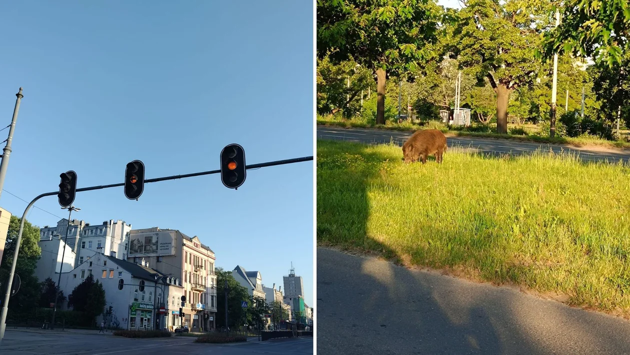 Łódź. Dzik na ul. Rzgowskiej, stoją też tramwaje MPK. Utrudnienia w ruchu [27.05] - Zdjęcie główne