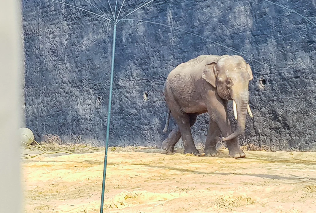 Łódzkie ZOO ma nowego mieszkańca!