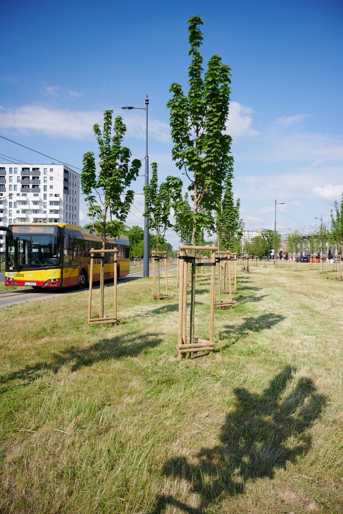 Drzewa Łódź. Wiemy, gdzie pojawią się pierwsze z 20 tysięcy nowych drzew w Łodzi (fot. www.lodz.pl)