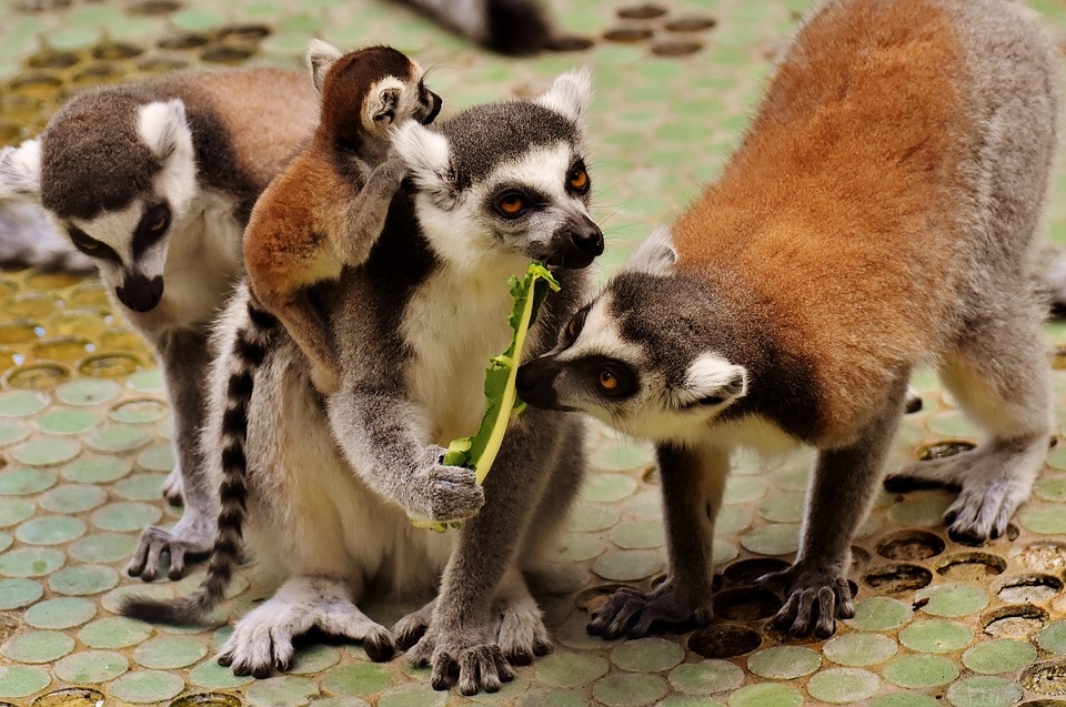 Światowy Dzień Lemura w łódzkim zoo! - Zdjęcie główne