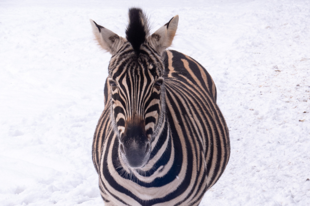 Jak wesprzeć łódzkie Zoo? Adopcja zwierzaka,  wzbogacanie wybiegów – sposobów jest naprawdę wiele - Zdjęcie główne