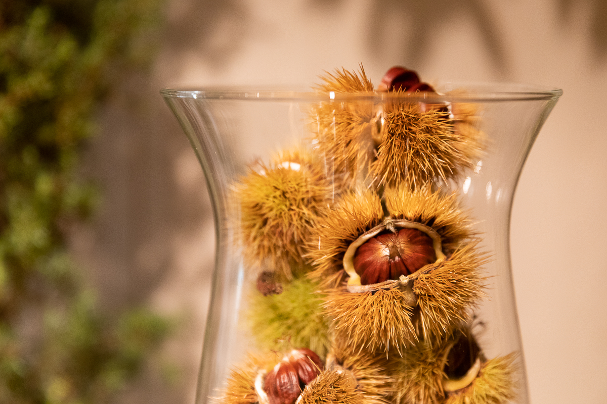 Do niedzieli 10 października w łódzkim Ogrodzie Botanicznym można oglądać wystawę "Owoce, warzywa, kwiaty"