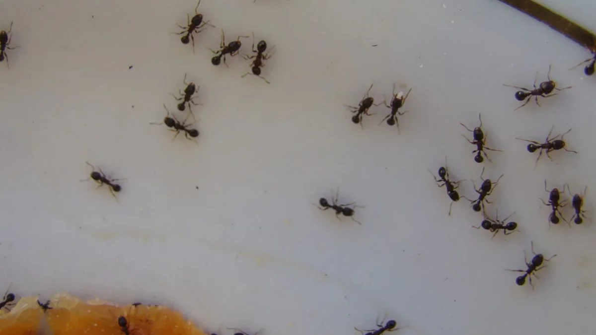 Znana przyprawa skutecznie odstrasza mrówki. Bezpieczna również dla domów z dziećmi i zwierzętami