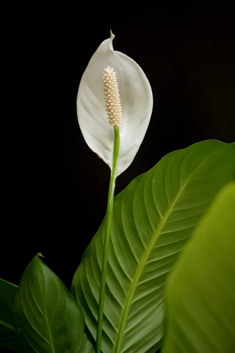 Skrzydłokwiat (łac. Spathiphyllum Adans.) Ta niewinnie wyglądająca roślina często nazywana jest żywym nawilżaczem powietrza, ze względu na swoje niesamowite właściwości. Skrzydłokwiat, według badań znalazł się wśród kilkunastu najlepszych roślin oczyszczających powietrze, pomimo tego, że sam jest rośliną toksyczną. Kwiat ten ma zdolność pochłaniania np. benzenu, ksylenów czy amoniaku, dodatkowo neutralizuje zarodniki pleśni. Będzie idealnym wyborem dla alergików i astmatyków. Plusem skrzydłokwiatu są także jego małe wymagania i naprawdę pokaźne roślinne umiejętności – skrzydłokwiat potrafi kwitnąć o każdej porze roku, nie wymaga corocznego przesadzania ani specjalnych umiejętności ogrodniczych.