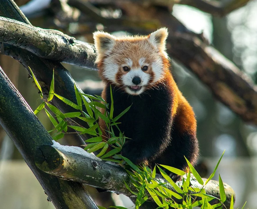 Rossmann zaadoptował pandę małą z łódzkiego zoo - Zdjęcie główne