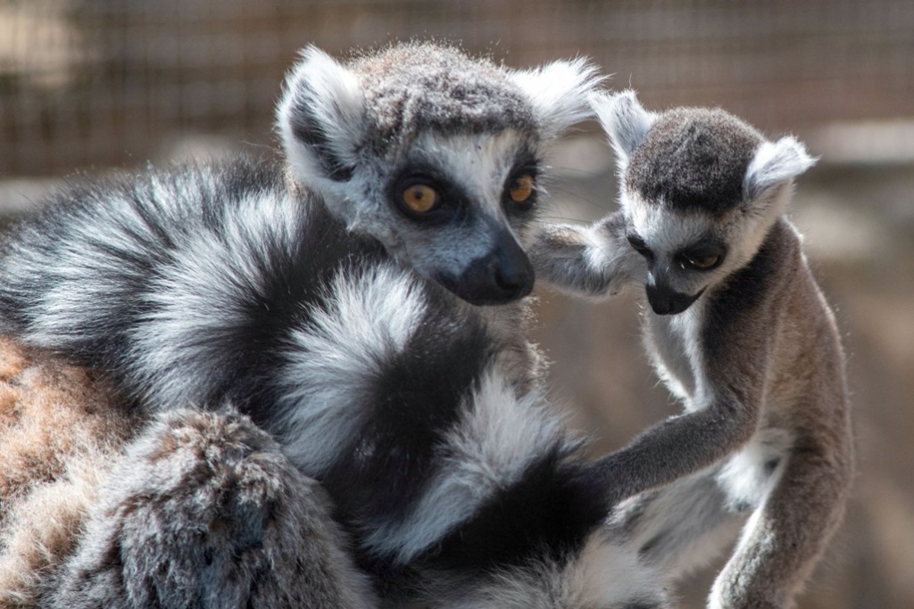 Brak pomysłu na Dzień Dziecka? Sprawdź propozycję łódzkiego zoo - Zdjęcie główne