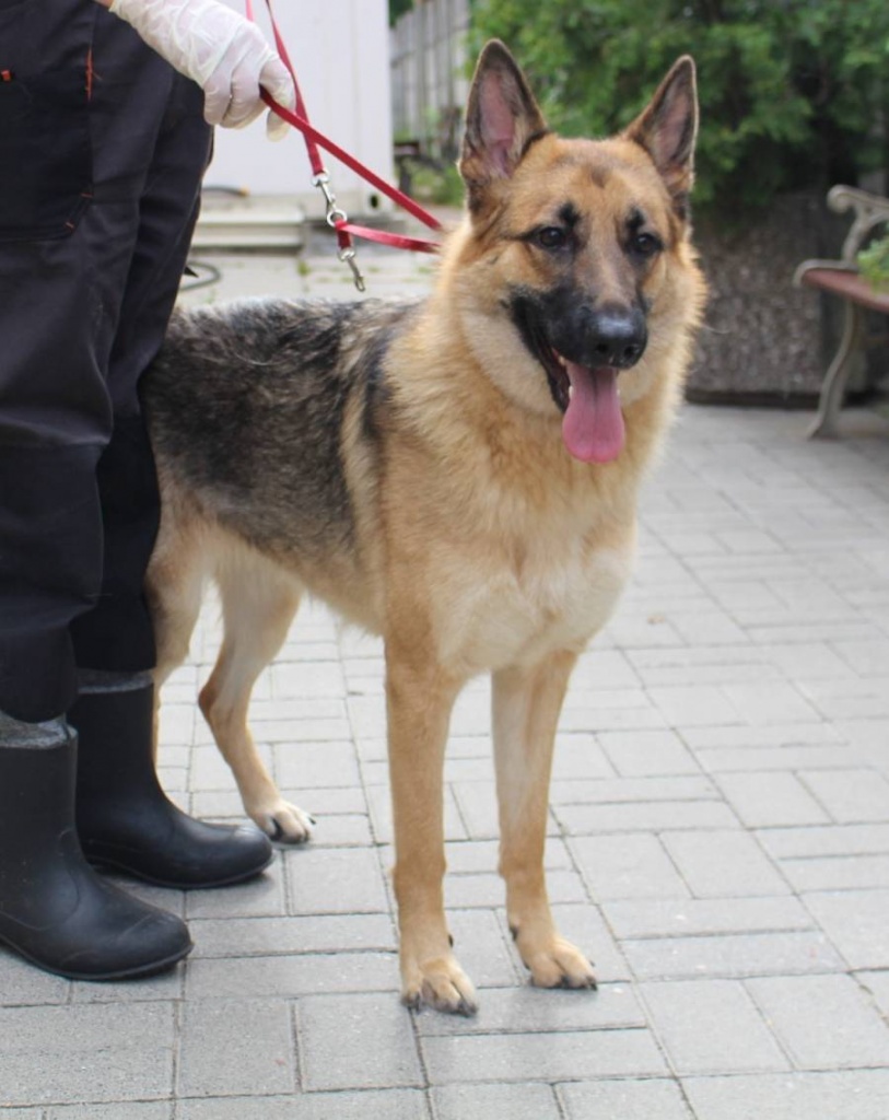 Schronisko dla zwierząt w Łodzi. Nie kupuj – przygarnij. Gaja (fot. Schronisko Marmurowa Łódź) |wiadomości łódzkie | Łódź | TuŁódź