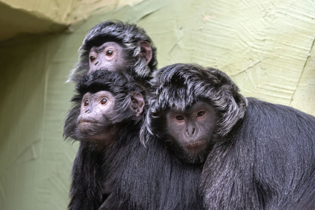 Dzień Małpy w łódzkim zoo - Zdjęcie główne