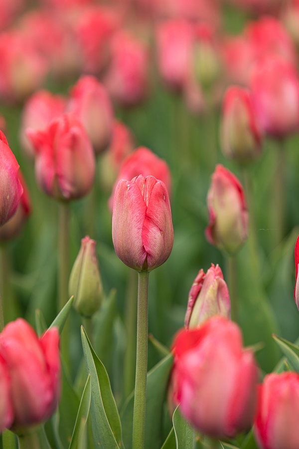 Kolekcja tulipanów w Łódzkim Ogrodzie Botanicznym już w pełni rozkwitu  (fot. Michał Pietrzak - redakcja TuŁódź) |wiadomości łódzkie | Łódź | TuŁódź