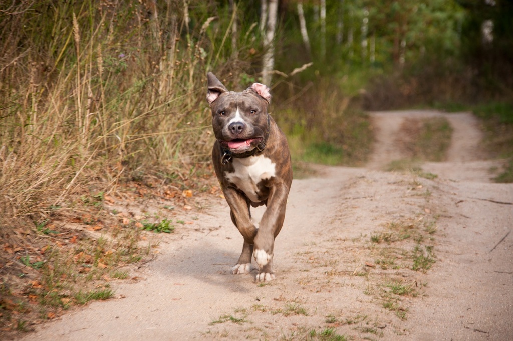 Agresywny amstaff postrachem ludzi i ich pupili. Bezradni mieszkańcy z osiedla w centrum Łodzi boją się wychodzić z domów [wideo] - Zdjęcie główne