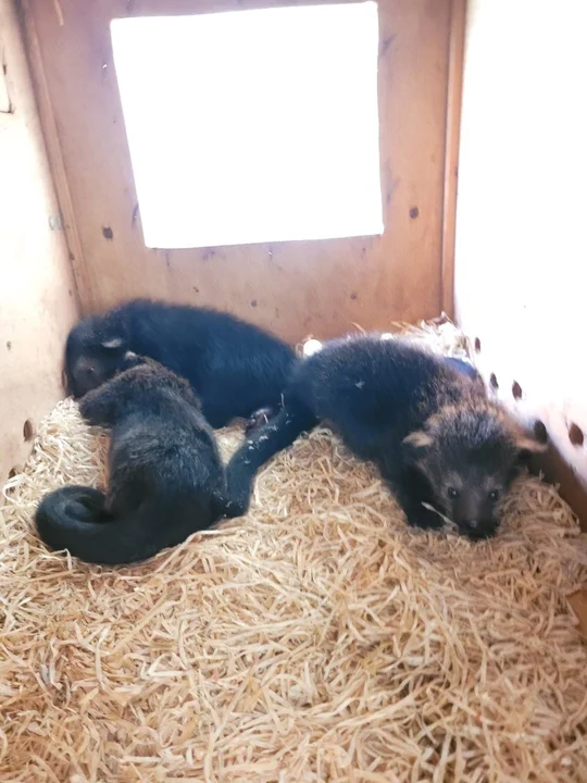 W łódzkim zoo urodziły się trzy kotomisie
