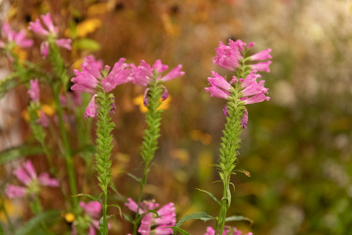 Do niedzieli 10 października w łódzkim Ogrodzie Botanicznym można oglądać wystawę "Owoce, warzywa, kwiaty"