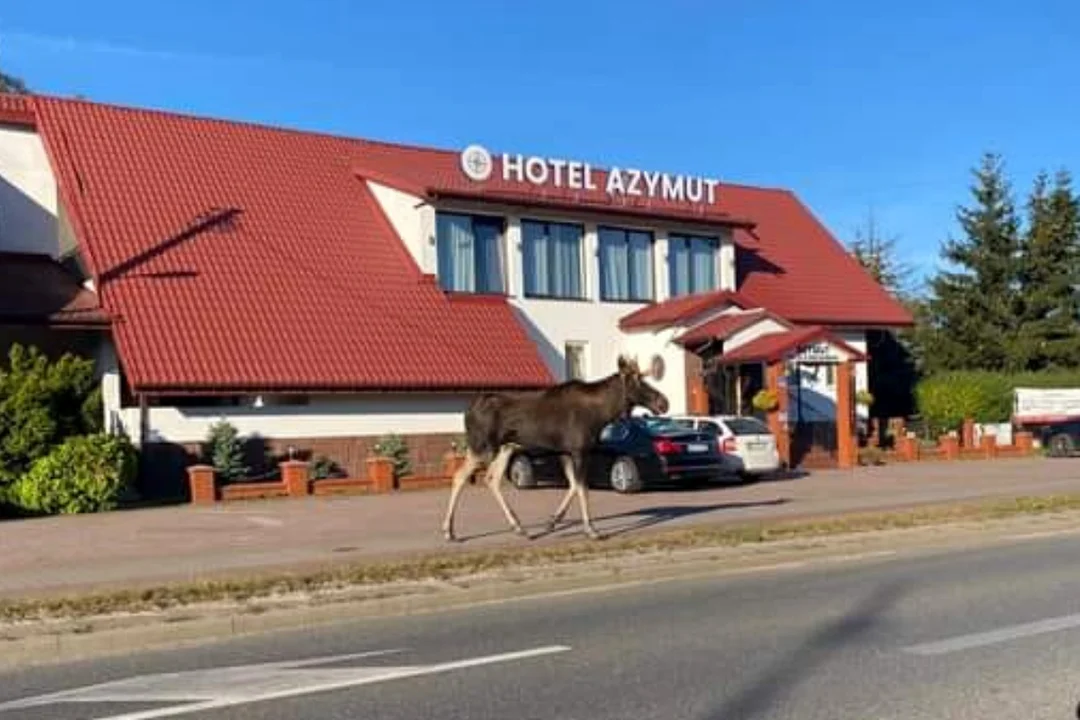 Łosie zatrzymały się w Łodzi na dłużej. Mieszkańcy nie zapomną tych widoków - Zdjęcie główne