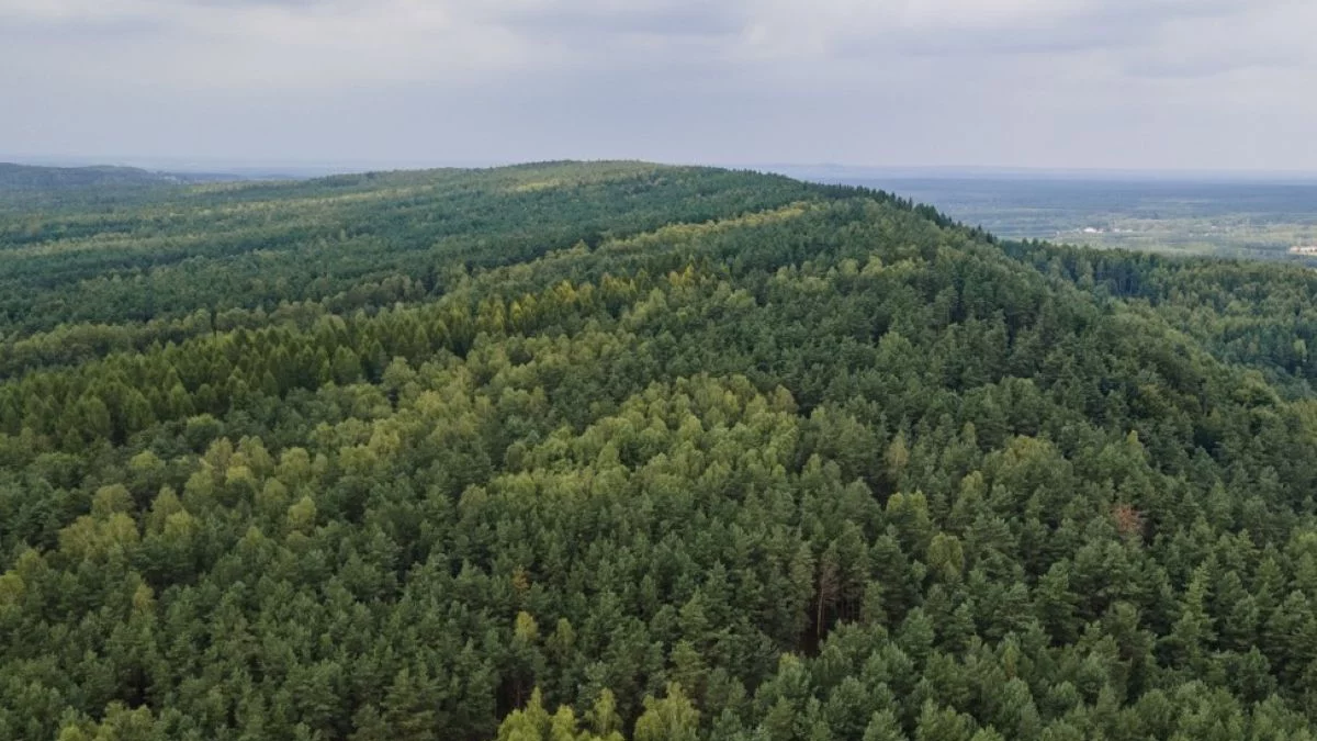 Fajna Ryba niedaleko Piątku. I nie chodzi o restaurację