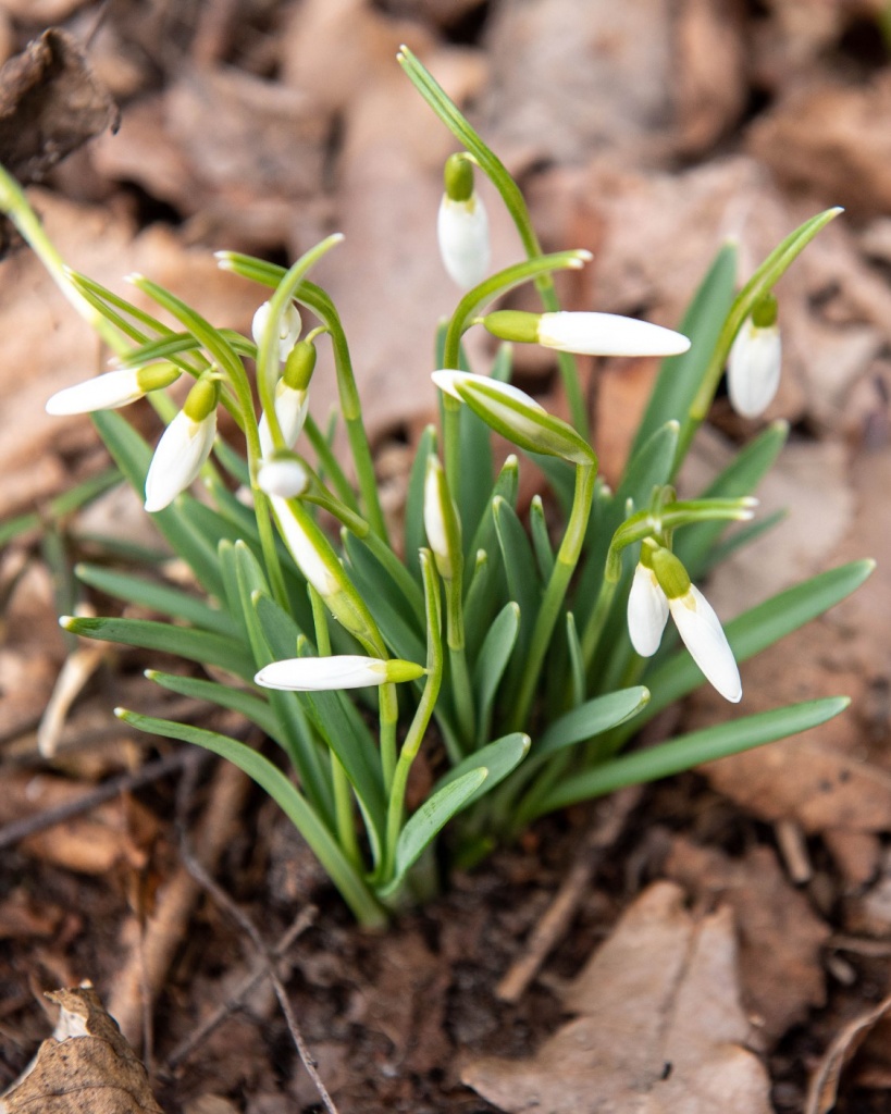 Przy dobrej pogodzie Ogród Botaniczny w Łodzi zostanie udostępniony zwiedzającym już w ostatni weekend marca (fot. UMŁ) |wiadomości łódzkie|Łódź|TuŁódź