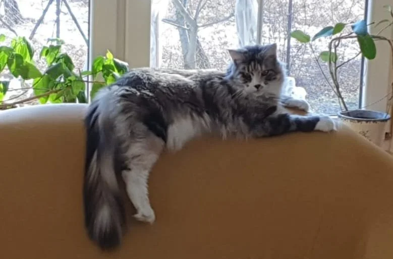 18 maja w Glinniku (okolice Smardzewa, Łagiewniki Nowe) zaginęła 3-letnia kotka rasy Maine coon o imieniu Shelby. Ktokolwiek ją widział proszony jest o kontakt: 606 124 887 lub 507 080 695