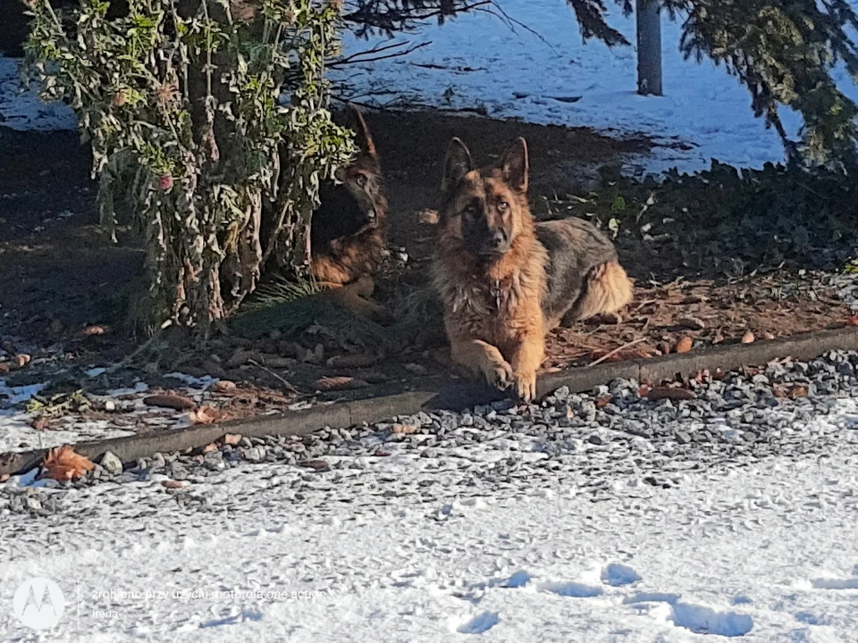 7 maja w miejscowości Sokolniki zaginęła suczka owczarek niemiecki. Wabi się Luna 