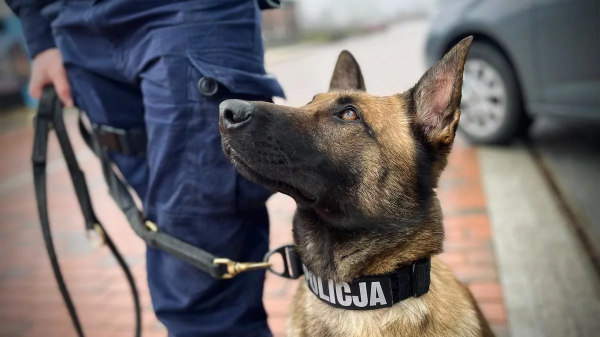 W szeregi łódzkiej policji wstąpiła nowa funkcjonariuszka. To Toga, owczarek belgijski - Zdjęcie główne