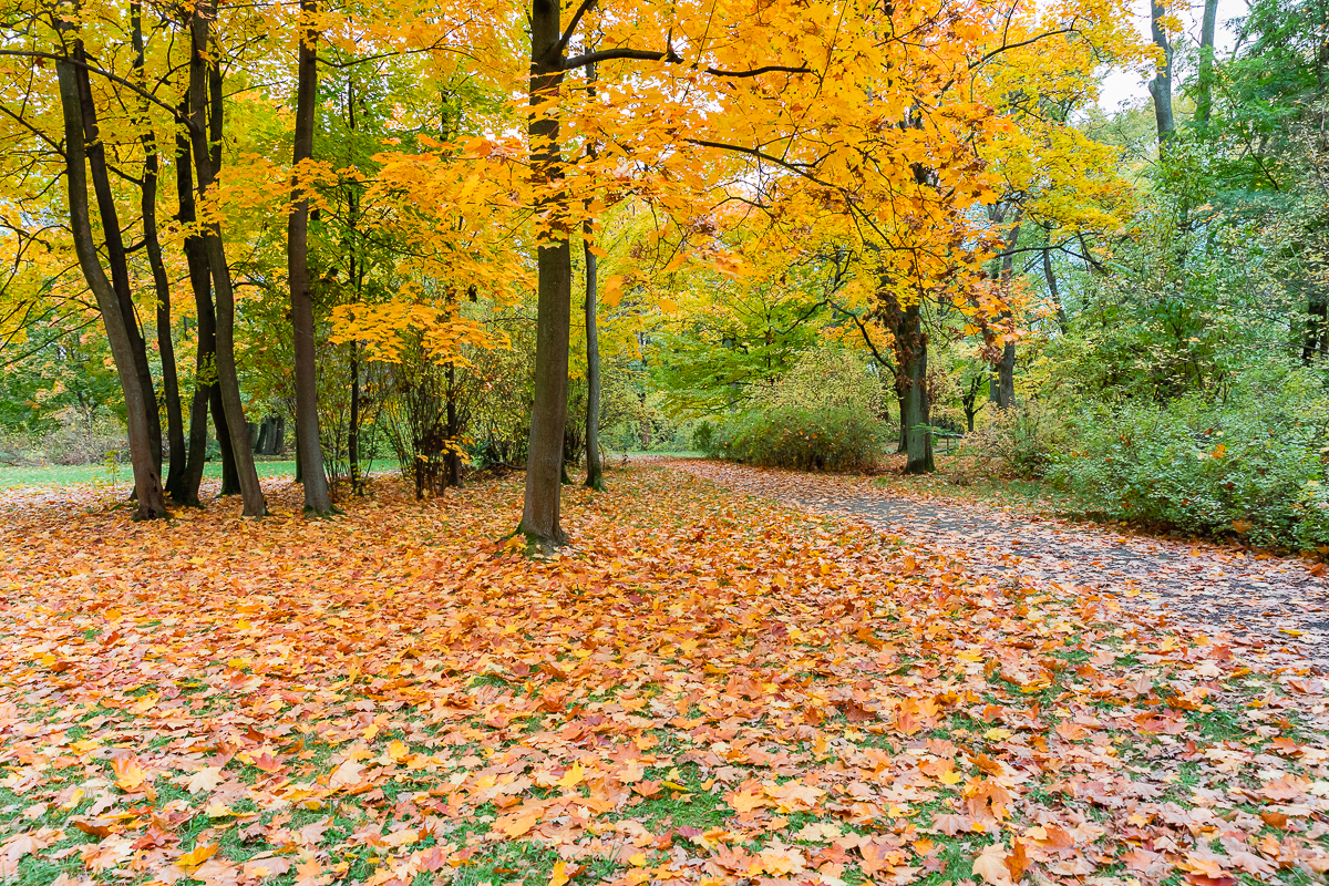 Park Poniatowskiego w Łodzi zachwycił nas jesienią. 