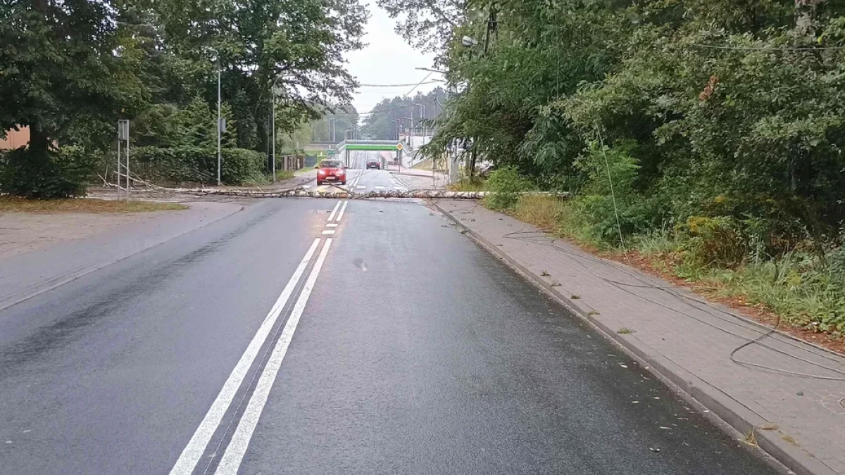 Groźna sytuacja na Brzezińskiej w Bedoniu. Drzewo runęło na jezdnię - Zdjęcie główne