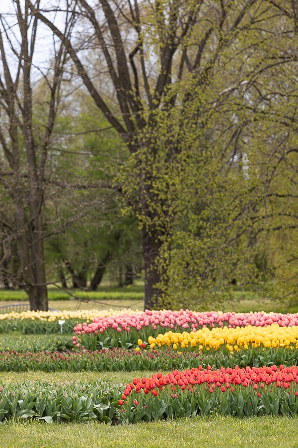 Kolekcja tulipanów w Łódzkim Ogrodzie Botanicznym już w pełni rozkwitu  (fot. Michał Pietrzak - redakcja TuŁódź) |wiadomości łódzkie | Łódź | TuŁódź