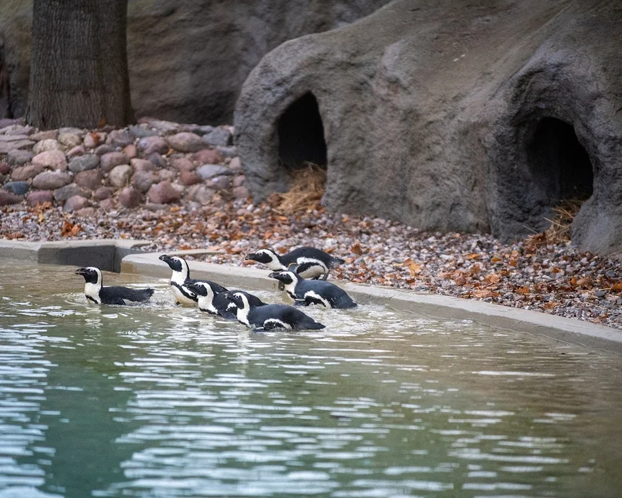 Pingwiny przylądkowe wróciły do łódzkiego ZOO