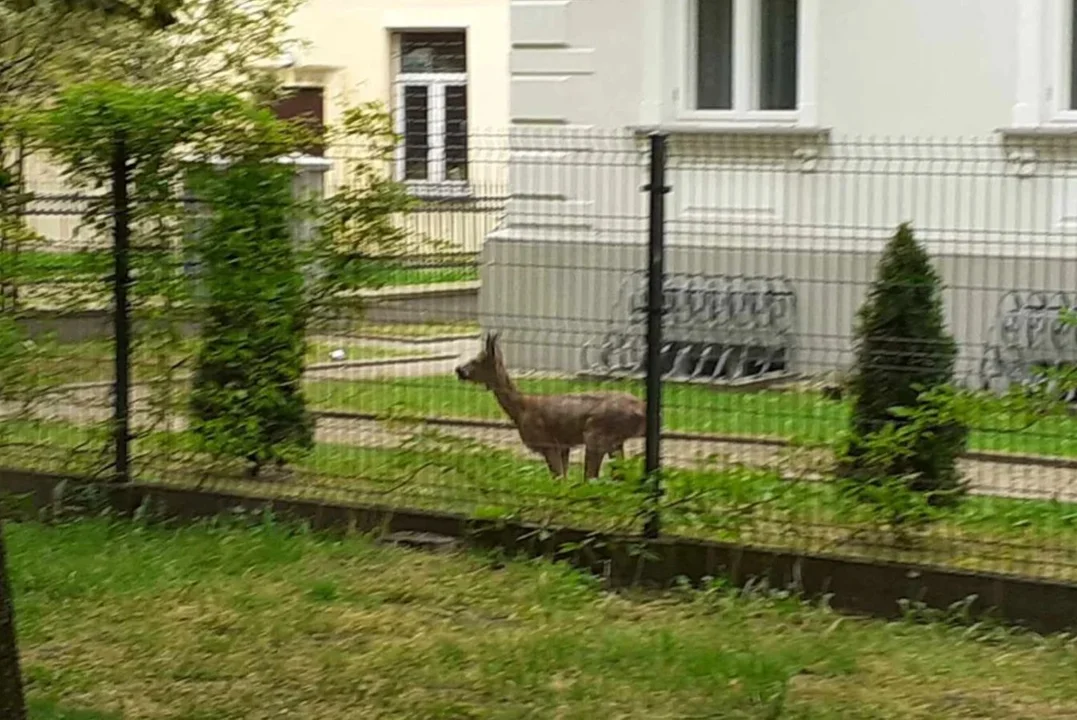 Sarna na terenie urzędu stanu cywilnego. Zdezorientowane zwierzę biegało po placu, zwracając na siebie uwagę przechodniów - Zdjęcie główne