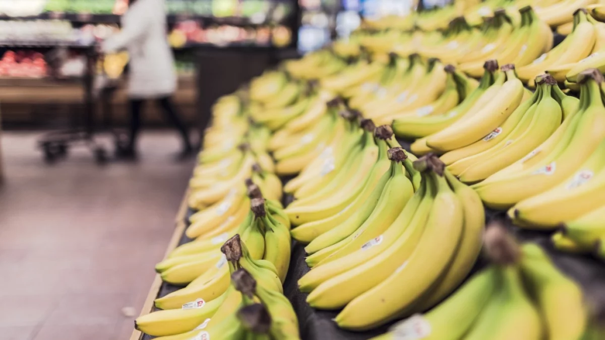 Unia Europejska wprowadza nowy przepis. Będzie dotyczył... bananów - Zdjęcie główne