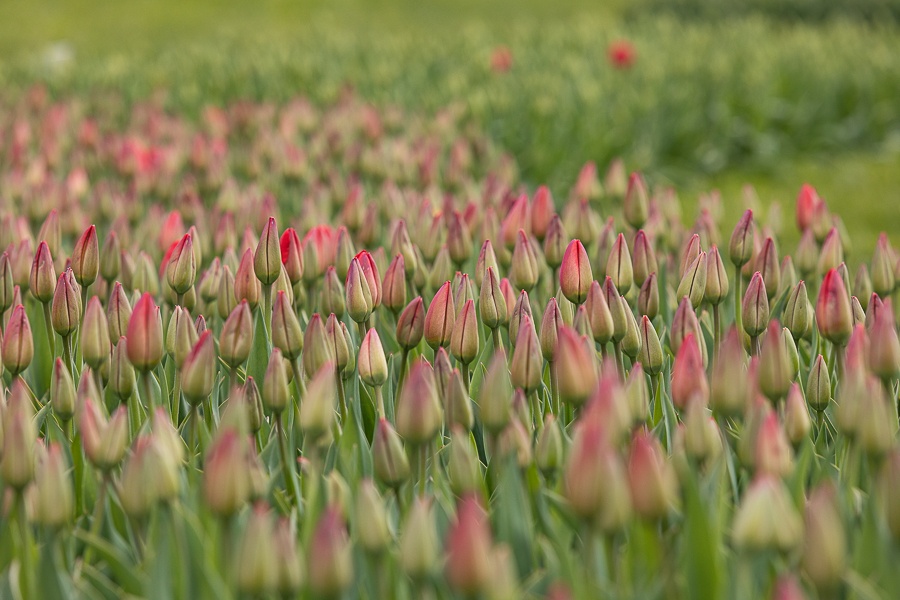 Kolekcja tulipanów w Łódzkim Ogrodzie Botanicznym już w pełni rozkwitu  (fot. Michał Pietrzak - redakcja TuŁódź) |wiadomości łódzkie | Łódź | TuŁódź