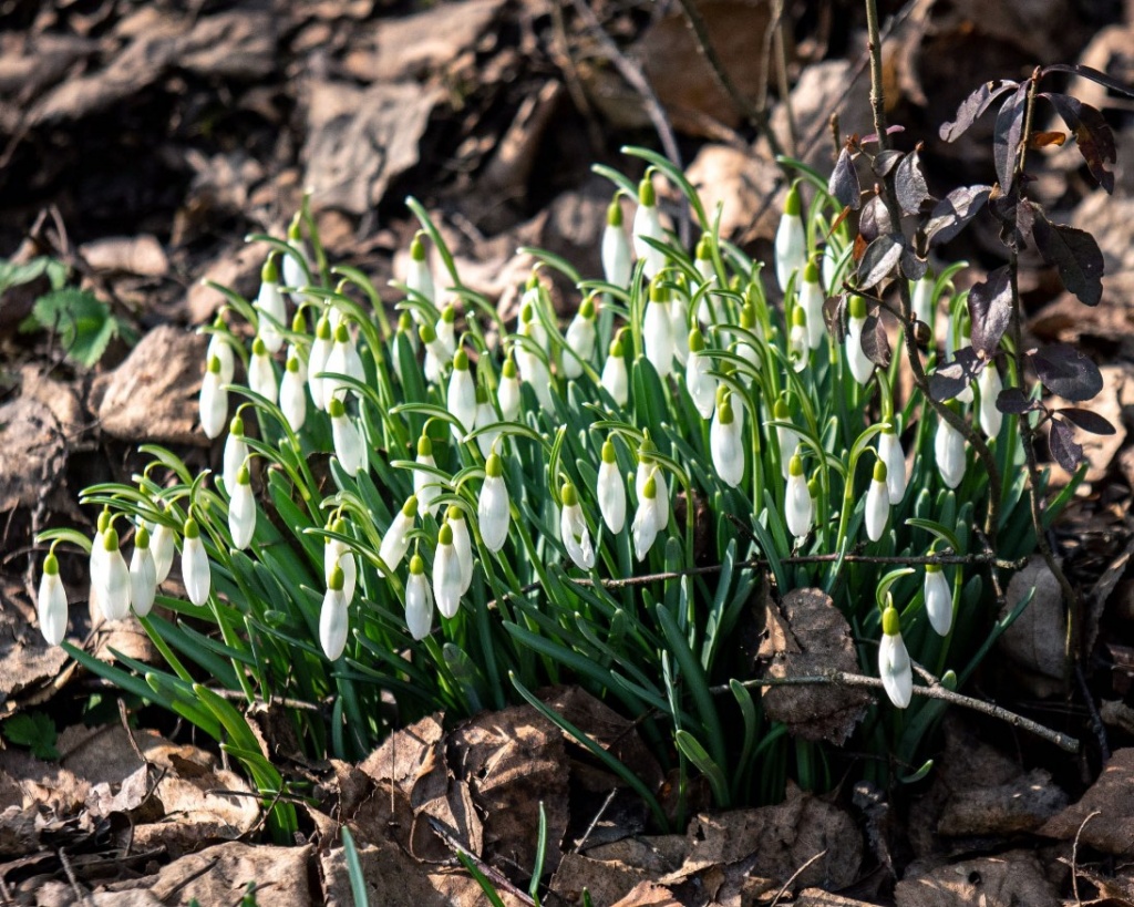 Przy dobrej pogodzie Ogród Botaniczny w Łodzi zostanie udostępniony zwiedzającym już w ostatni weekend marca (fot. UMŁ) |wiadomości łódzkie|Łódź|TuŁódź