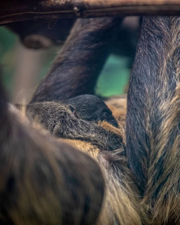 Rodzina leniwców z łódzkiego zoo powiększyła się