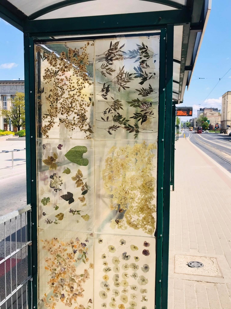 Różnorodne gatunki zasuszonych kwiatów znów zdobią przystanek przy Placu  Dąbrowskiego w Łodzi (fot. redakcja TuŁódź) |wiadomości łódzkie| Łódź | TuŁódź