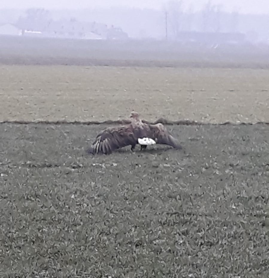 Odłowionemu, rannemu ptakowi udzielono pomocy weterynaryjnej. Gdy dojdzie do zdrowia, zostanie wypuszczony na wolność (fot. Policja Województwa Łódzkiego) |wiadomości łódzkie|Łódź|TuŁódź